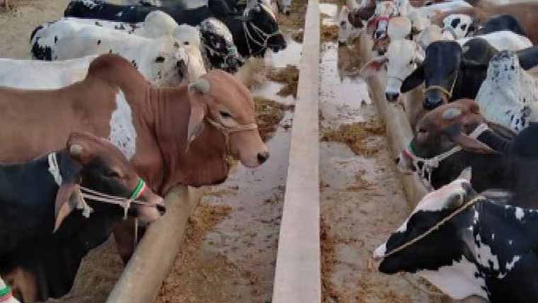 پنجاب میں فی بھینس 30روپے گوبر ٹیکس عائد کرنیکا فیصلہ