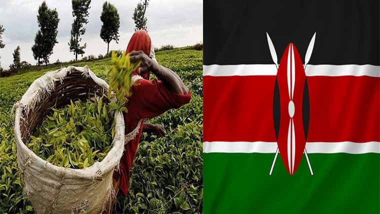  کینیا کی 80لاکھ کلو گرام  چائے پڑی رہ گئی 