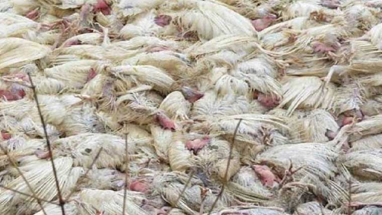 220کلو مردہ مرغیاں برآمد‘سپلائر گرفتار‘موٹرسائیکل ضبط 