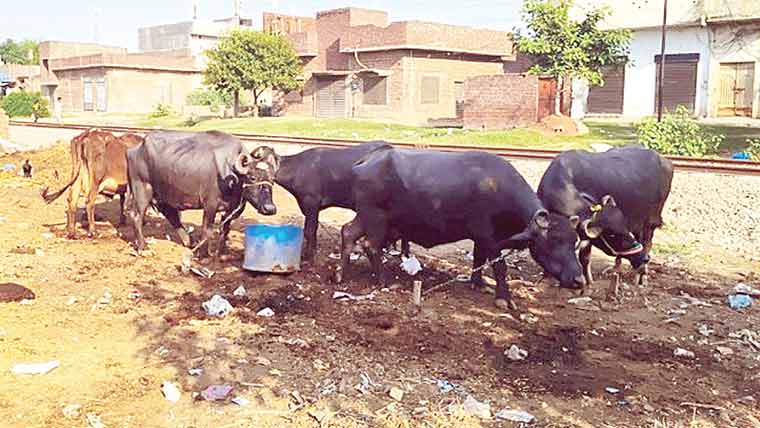 تجاوزات وناقص صفائی نے ستھرا پنجاب کا خواب متاثر 
