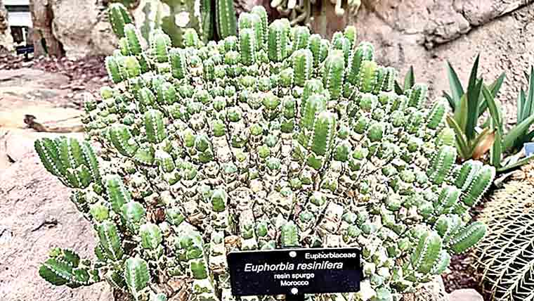 دنیا کا سب سے تیز پودا جس کے آگے مرچ بھی پھیکی