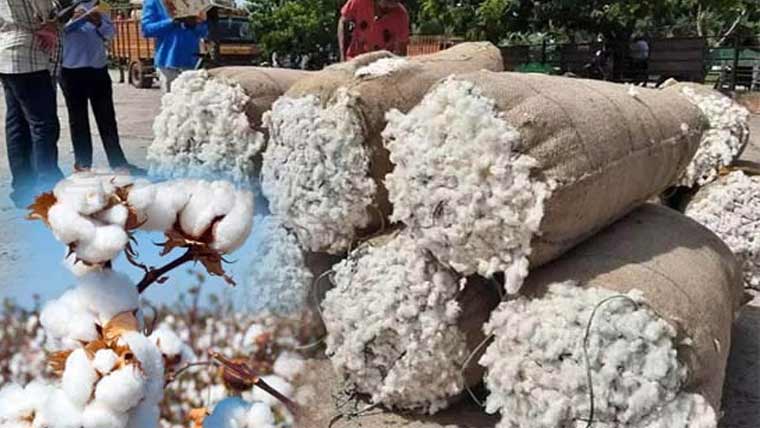 کاٹن مارکیٹ میں روئی کے بھاؤ میں تیزی دیکھی گئی