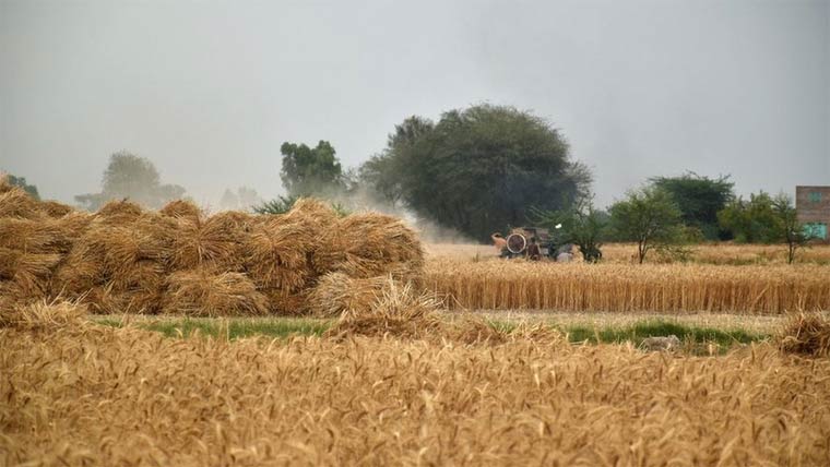 وہاڑی میں گندم پیداواری مقابلہ، کٹائی شیڈول قرعہ اندازی