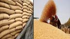 گندم خریداری میں تاخیرکسانوں کو نفصان کا خدشہ