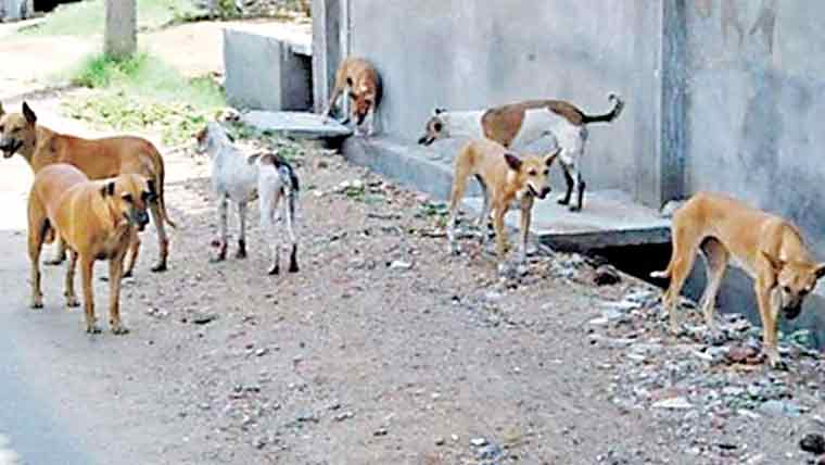 کتے مار نے ٹیم پر حملہ 