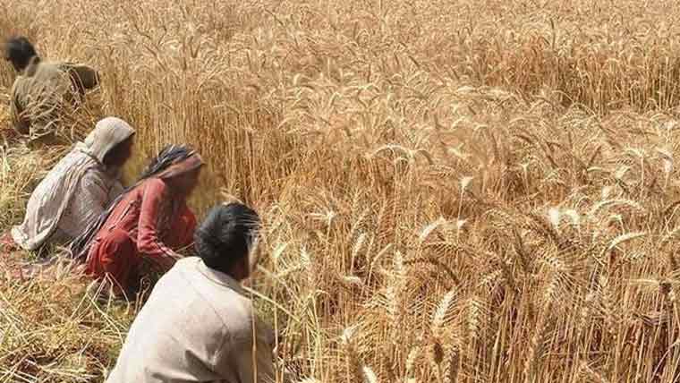 گندم کی فی ایکڑ کٹائی 9 ہزار تجویز ریٹس حکومت کو ارسال