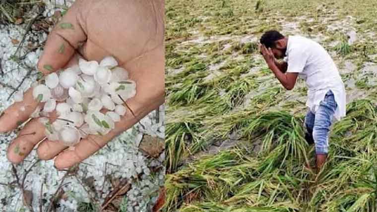 ژالہ باری اور تیز ہواؤں سے گندم کی فصل کو شدید نقصان