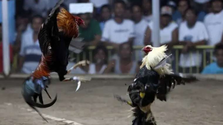 مرغوں کی لڑائی پر جوا، پولیس کا چھاپہ