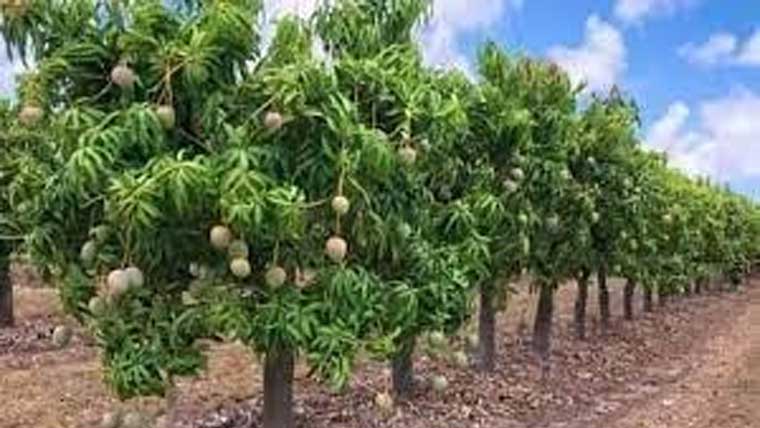 سندھ :آم کے باغات مختلف بیماریوں کی لپیٹ میں آگئے