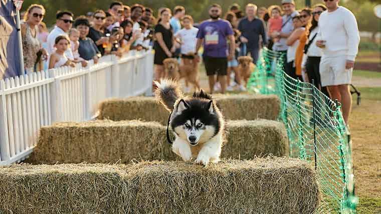 دبئی :جنگ کے باوجود کتوں  کا میلہ ،عوام لطف اندوز 
