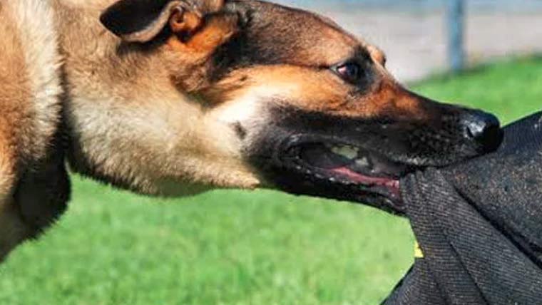 آوارہ کتے کا حملہ، 2خواتین شدید زخمی 