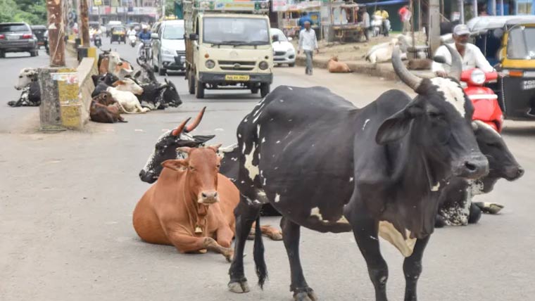 سڑکوں پر آوارہ مویشیوں کی بھر مار حادثات میں اضافہ