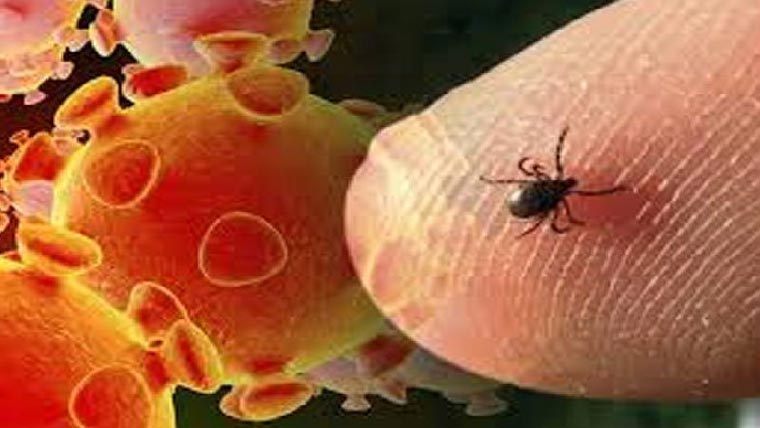 عید الاضحی پر کانگو وائرس کا خطرہ:قومی ادارہ صحت کا الرٹ جاری 