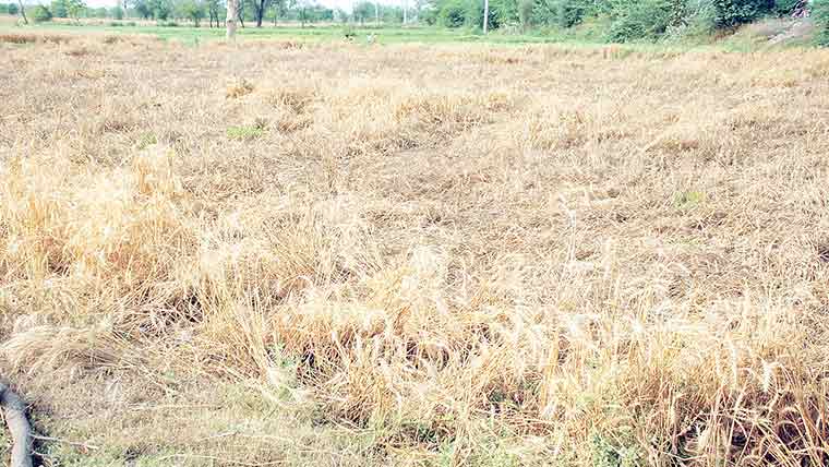 بارشوں سے گندم کی فصل کو  شدید نقصان ، کھڑی فصل گر گئی 