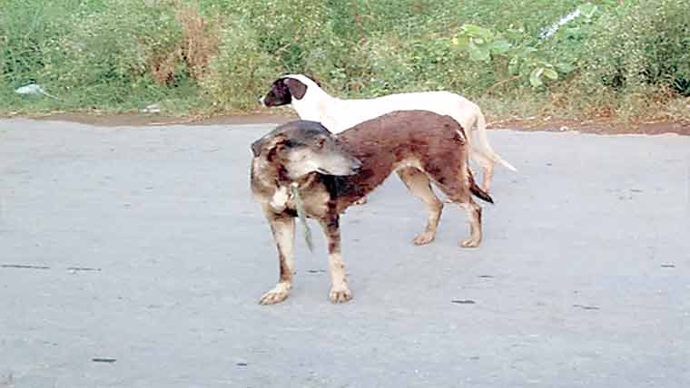 بچی کو کتے نے کاٹ لیا