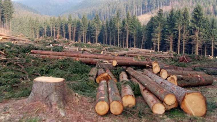 محکمہ جنگلات سرکاری لکڑی کی چوری روکنے میں ناکام