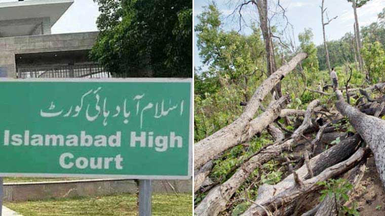 اسلام آباد ہائیکورٹ نے سی ڈی اے کو درخت کاٹنے سے روکدیا