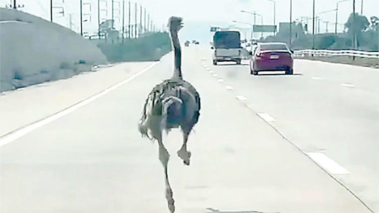 تھائی لینڈ:کیفے سے فرار شترمرغ 10 میل دور پکڑا گیا