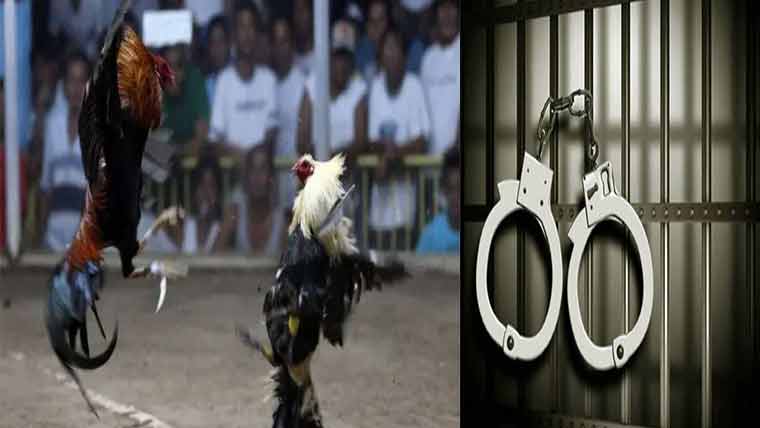 ہرنولی پولیس کی کارروائی،مرغوں  کی لڑائی پر 6 جواری گرفتار