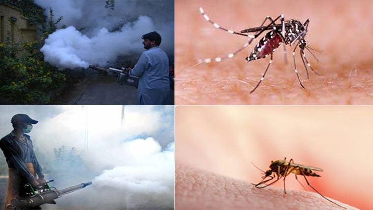  اسپرے مہم شروع نہ ہوسکی،مچھروں کی بہتات،ملیریا میں خطرناک اضافہ