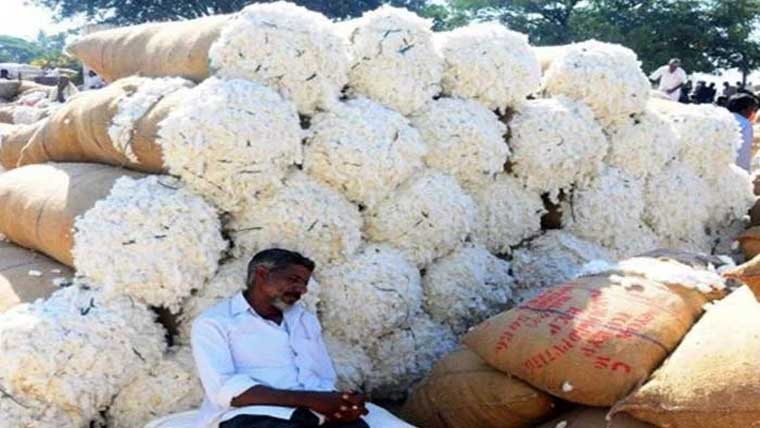 روئی کی قیمتیں دو سال کی نئی بلند ترین سطح پر پہنچ گئیں