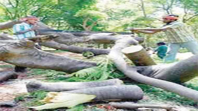  درخت چوری کاٹ کر لے 