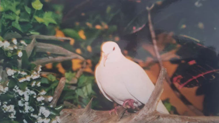  طویل عمر پانیوالا کبوتر،اوسط انسانی عمر کے برابر زندہ رہا