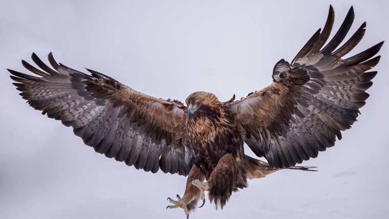 150برس بعد سنہری عقابوں کی انگلینڈ واپسی متوقع