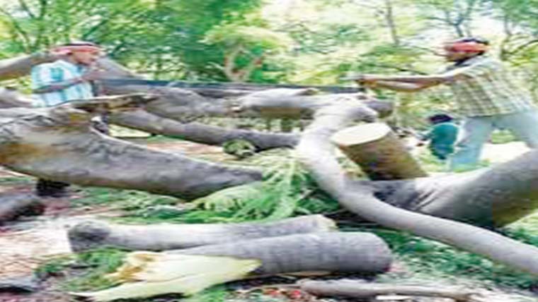 درخت چوری کاٹ لئے 