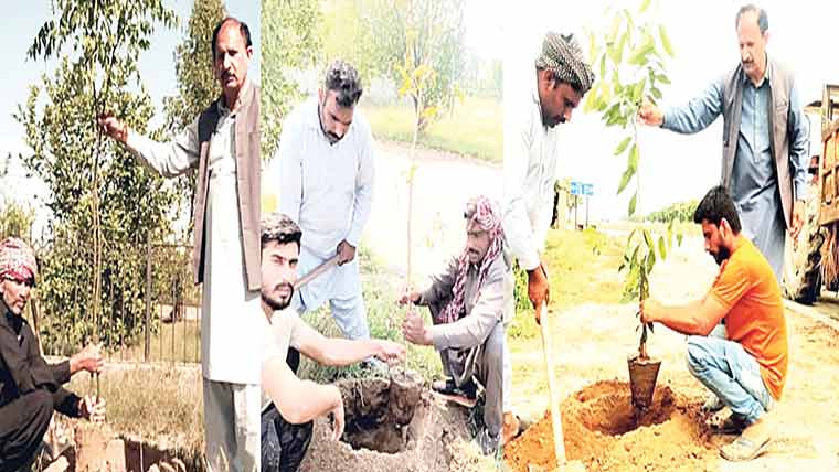  ایف ڈی اے کے تحت پودے لگانے کا 80 فیصد ٹارگٹ مکمل
