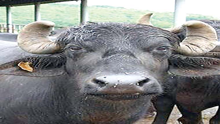 چور حویلی سے لیکر رفو چکر 