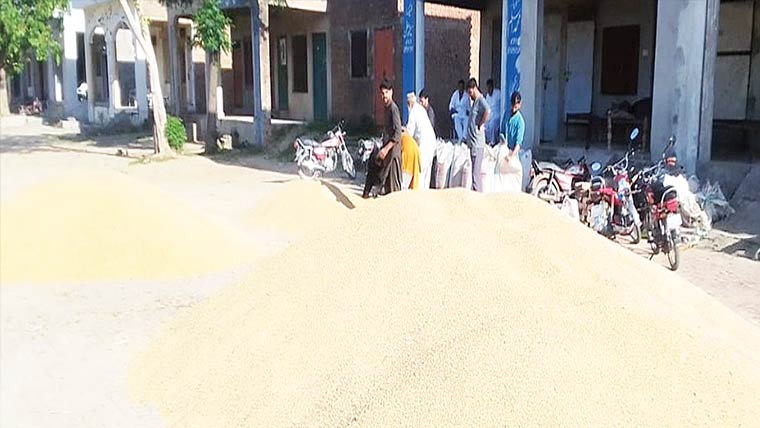 گندم کٹائی شروع ،منڈیوں میں ڈھیر ،کم ریٹ پر کسان پریشان 