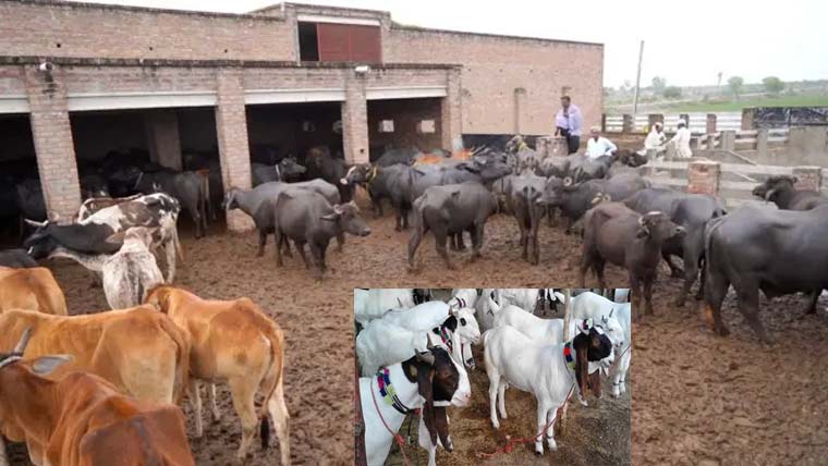 پسوال میں مویشی چوری کی وارداتوں سے شہری پریشان