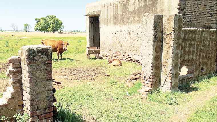 سیالکوٹ: تعلیم بند سکول باڑے میں تبدیل