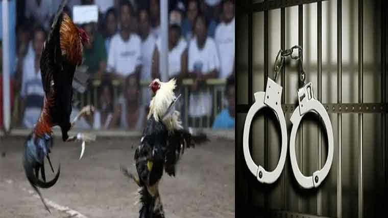 مرغیوں کی لڑائی پر  جوا،6افراد گرفتار 