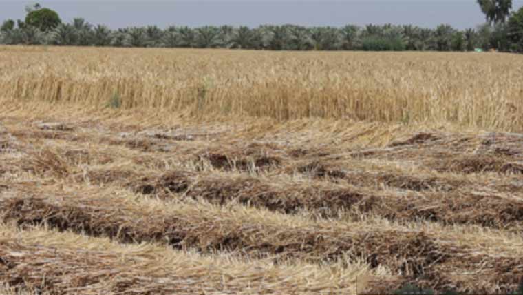 بارشیں 25سے30 فیصد گندم ضائع ہونے کا خدشہ کاشتکار تذبذب کا شکار