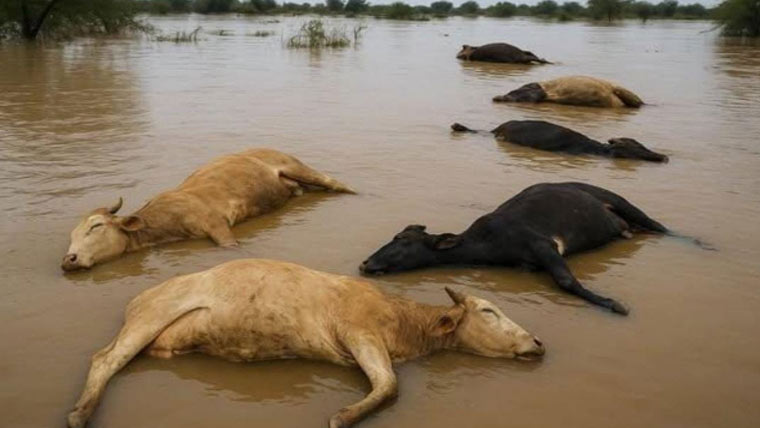 نہر میں کرنٹ ، 16بھینسیں ہلاک