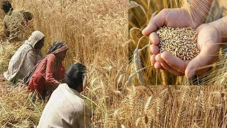 محنت کش گندم کٹائی میں مصروف، تعمیراتی کاموں پر نایاب 