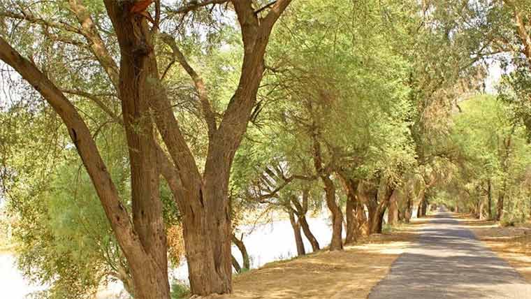 نہر کنارے درختوں کے موٹے جھکے ہوئے تنے ، ٹریفک متاثر