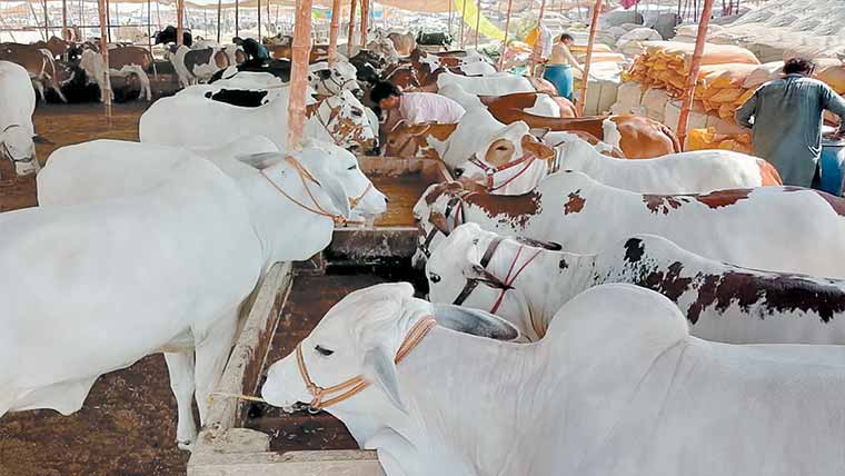 منڈی میں ساڑھے 5 ہزار قربانی کے جانورپہنچ گئے