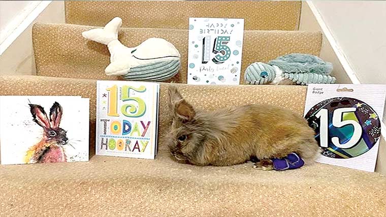 معمر خرگوش نے گینیز ورلڈ ریکارڈ اپنے نام کرلیا