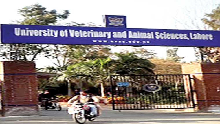 منہ کھر بیماری کی ویکسین کامیاب 