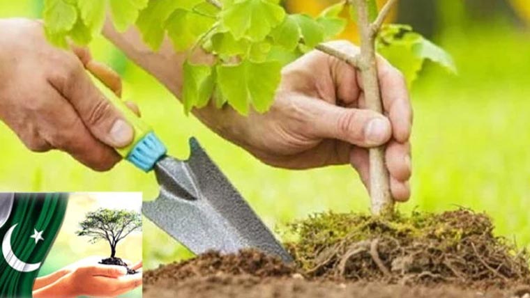 ساحل کے ساتھ  مینگرووشجرکاری کا آغاز 