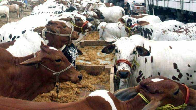  غیر قانونی مویشی منڈیاں ٹریفک روانی میں رکاوٹ