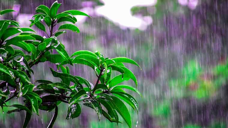 امریکا،پودوں میں آواز سننے کی صلاحیت کا بھی انکشاف