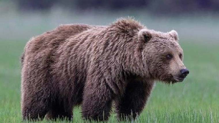 پولینڈ:بھورے ریچھ نے حملہ  کرکے 58سالہ خاتون کو مار ڈا لا 