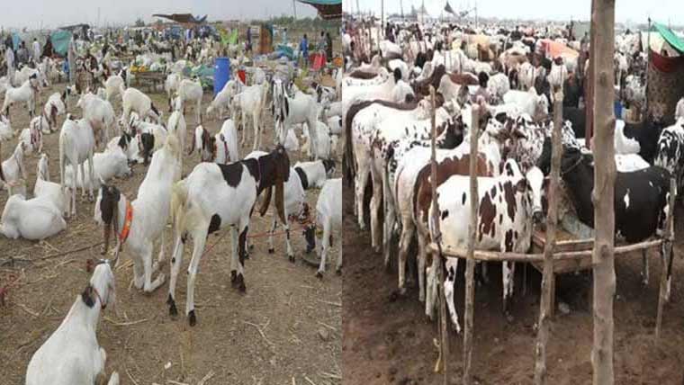 مویشی منڈی میں 14 ہزار  سے زائد جانور پہنچ گئے