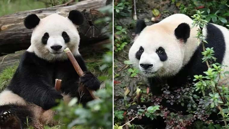  پانڈا سفارتکاری، چین کے  2 پانڈے اٹلانٹا چڑیا گھر منتقل