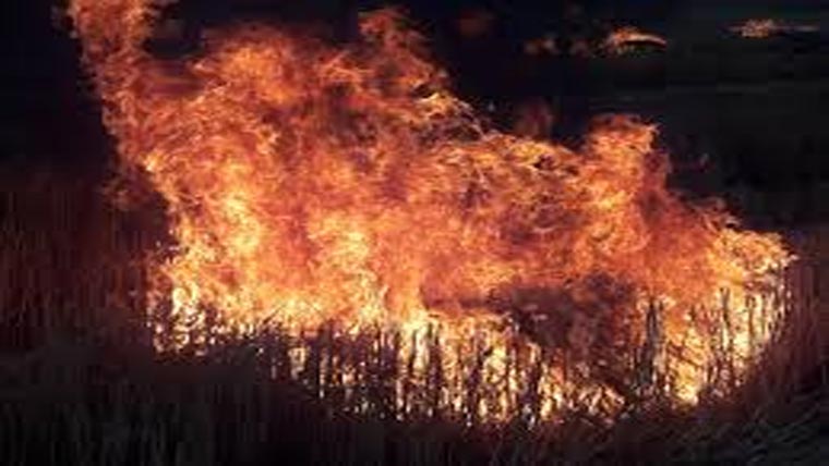  نوشہرہ ورکاں:آگ لگنے سے  ڈیڑھ ایکڑ گندم کی فصل جل گئی 