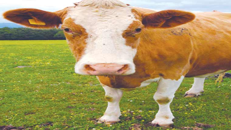 قربانی کے جانوروں کی چوری تشویشناک